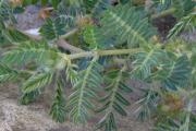 Tribulus terrestris
